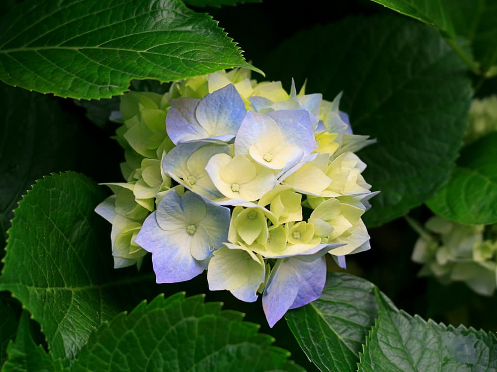 গ্রীষ্মকালীন সেল